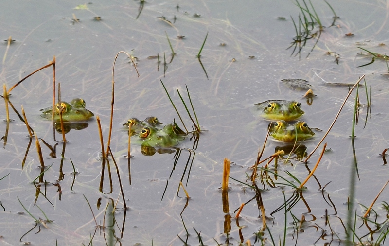 Che fame!! - Pelophylax sp.